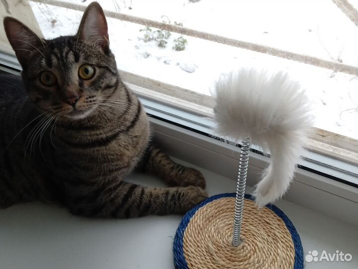 Игрушка для кошек Мышка на пружине