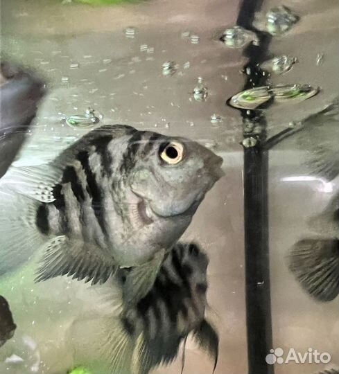 Сапфировый попугай