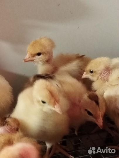 Голошейка и несушки