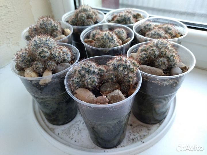 Кактус Маммиллярия цветущий