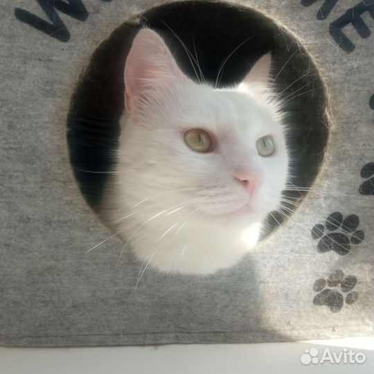 Кастрированный котик