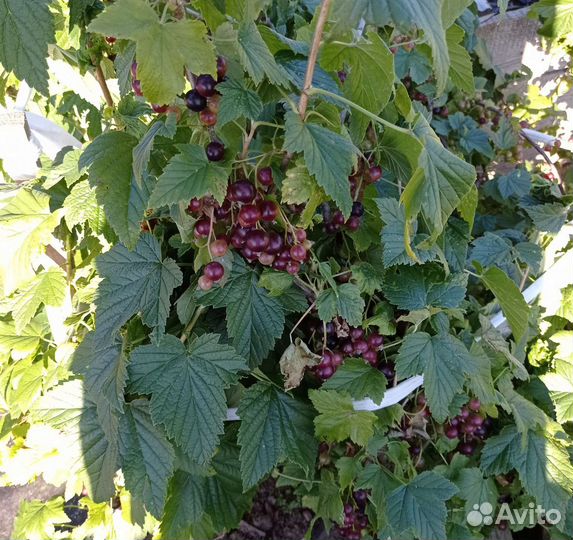 Саженцы смородины и крыжовника