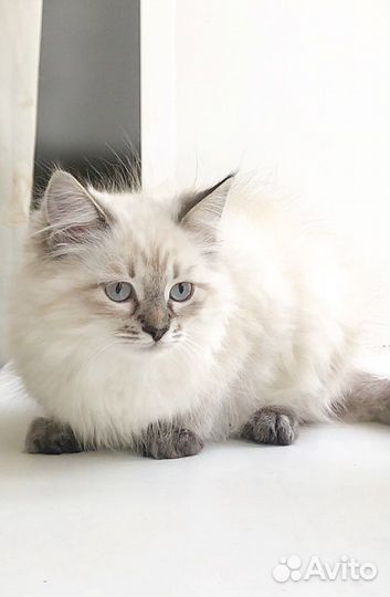 Невская маскарадная котик пушистый красавчик