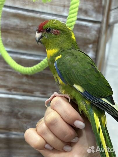 Попугай какарик