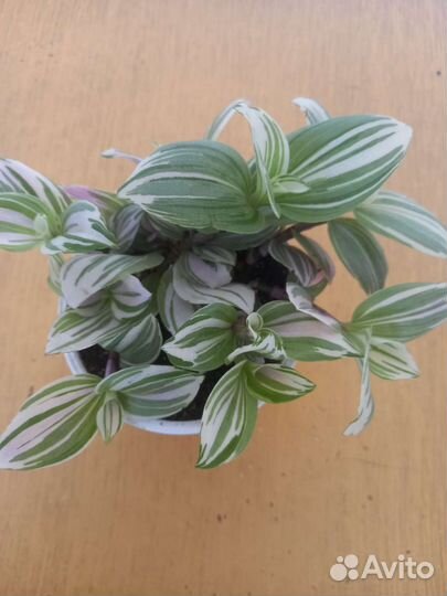 Комнатные цветы (растения)