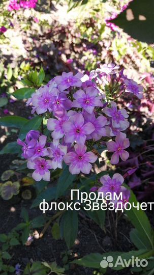 Растения из сада