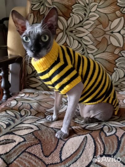 Одежда для животных