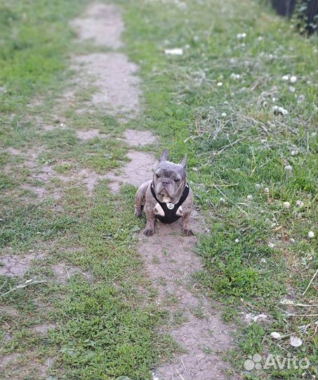 В добрые руки