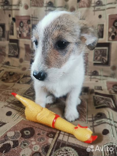 Щенки маленькой породы метис Джек Рассел терьер