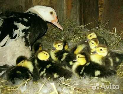 Индоутка с утятами