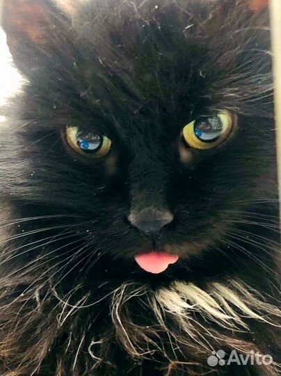Кошка черная в дар