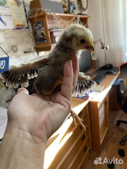 Цыплята кур несушек месячные