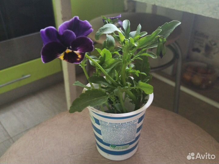 Анютины глазки