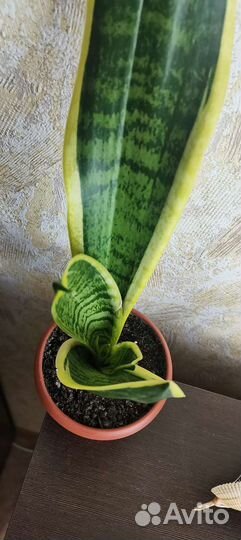 Сансевиерия футура суперба
