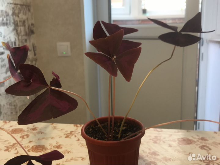 Гиппиаструм