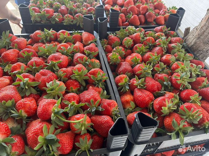 Клубника краснодарская