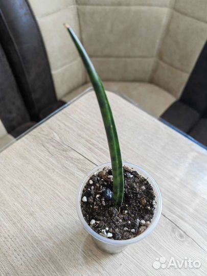 Сансевиерии Разные