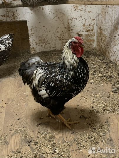 Молодые петухи