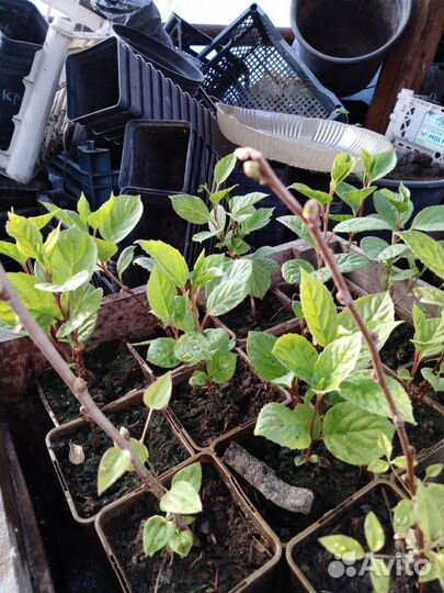 Китайский лимонник