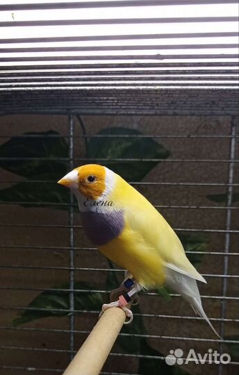 Амадины гульда