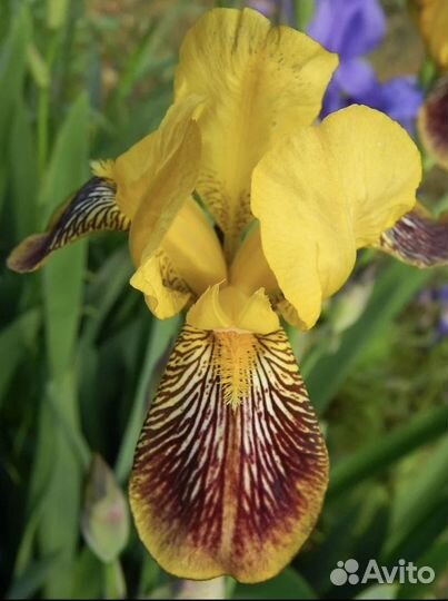 Ирисы Бородатые 7 сортов, лилейник, лаванда