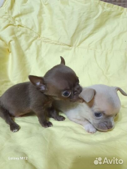 Два мальчика мини