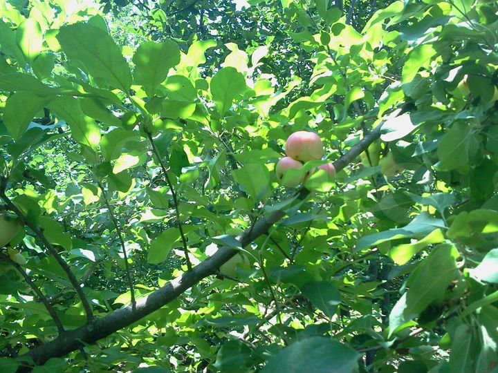 Дача 10 м² на участке 6 сот.