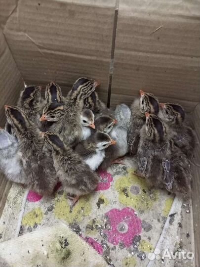 Цыплята цесарки