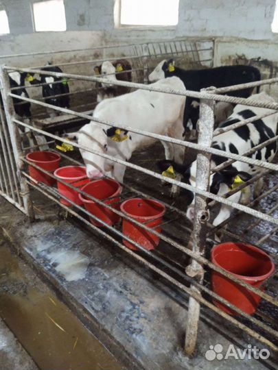 Бычки на откорм телята