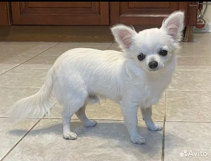 Щенки чихуахуа