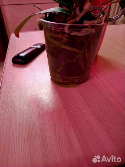 Орхидея фаленопсис