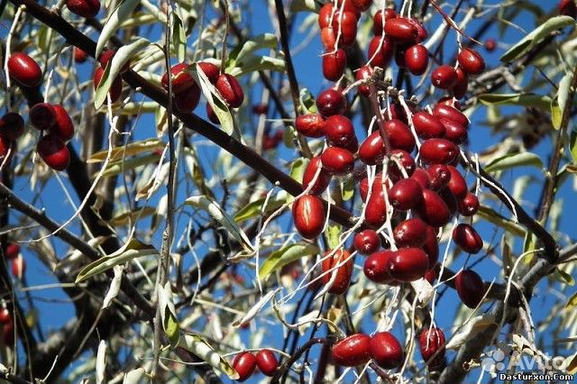 Декоративные, редкие, хвойные, растения