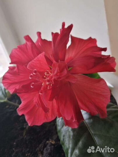 Гибискус китайская роза