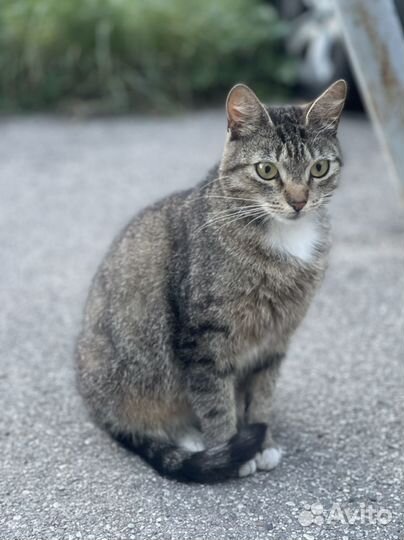 Котенок девочка