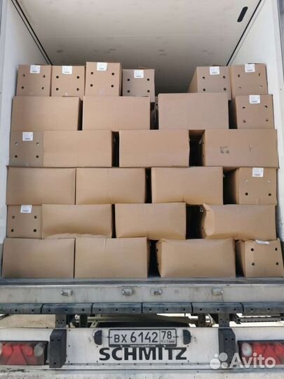 Яйцо загрязненка