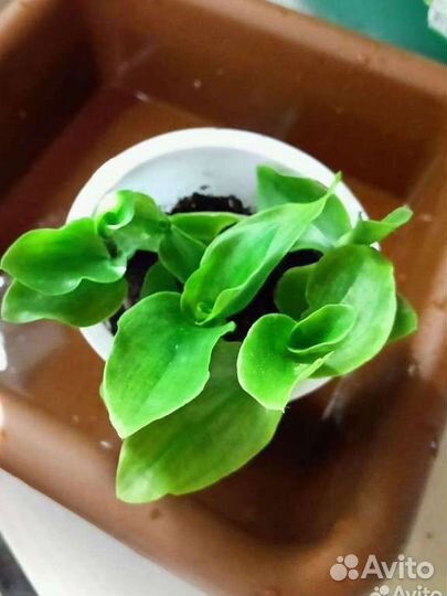 Традесканции разные