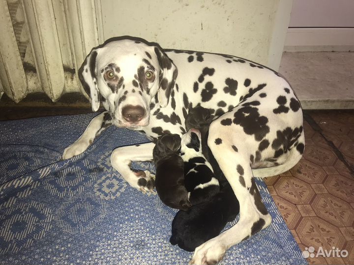 Отдам бесплатно щенков далматина