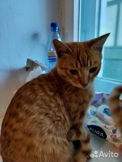 Отдам в добрые руки