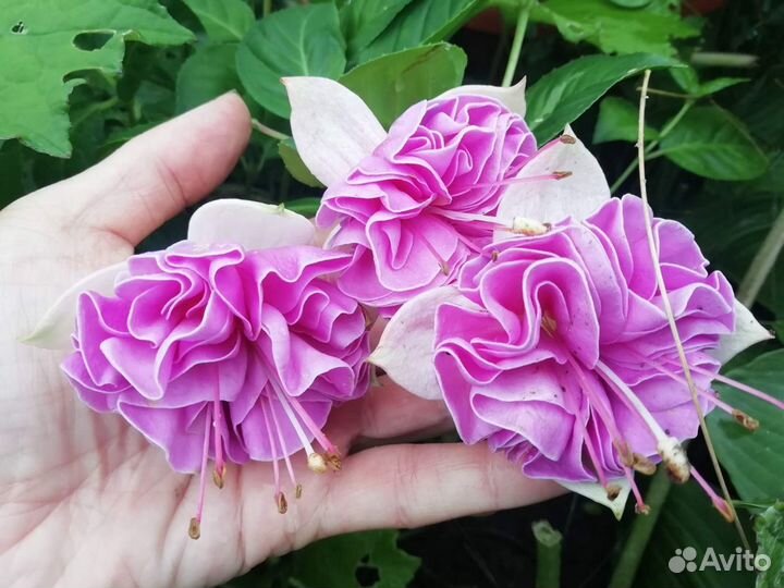 Черенки фуксии Lenny Erwin