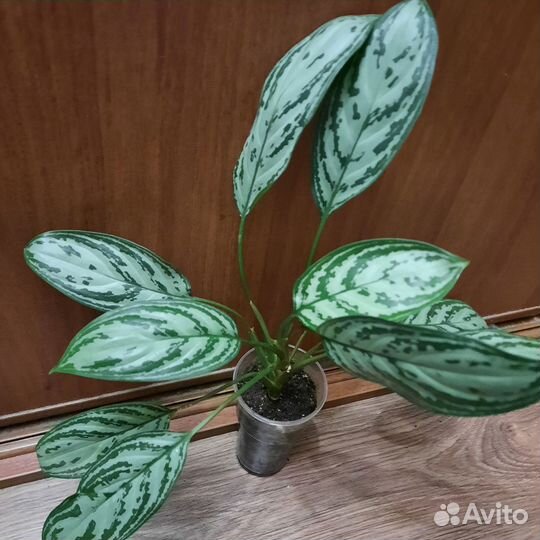 Аглаонема Тройба