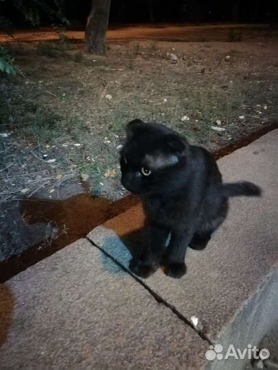 Шотландский кот (кошка) потеряшка