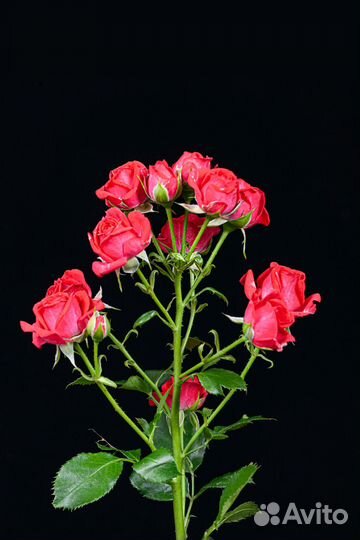 Роза кустовая сорт chery kheops