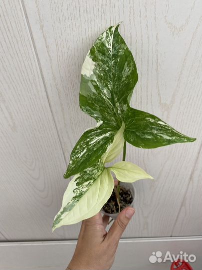 Сортовые сингониумы 1