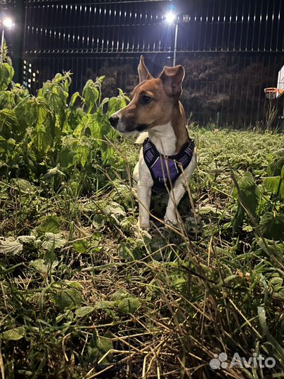 Вязка джек Рассел терьер