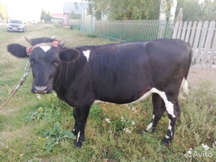 Телка 1.5 года
