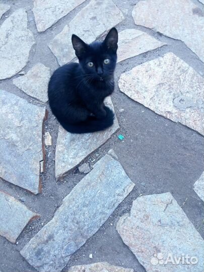 Котята в добрые руки бесплатно