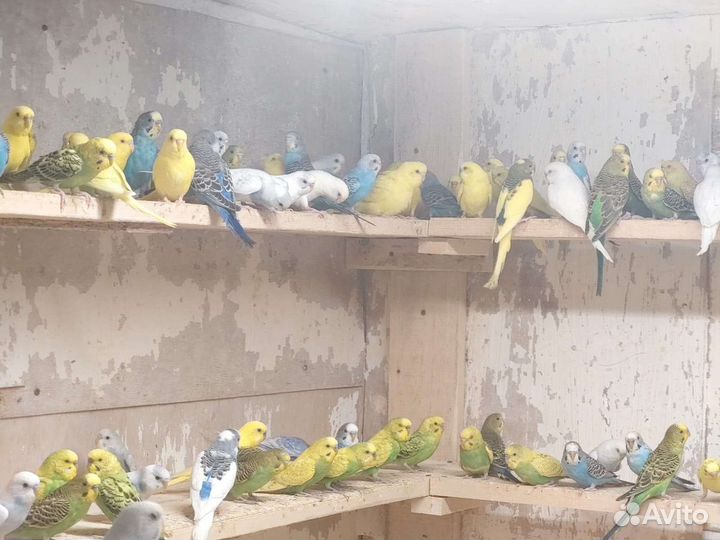 Волнистый попугай