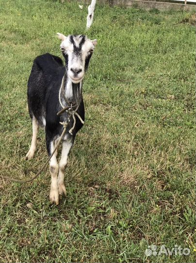 Коза ломанча