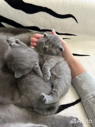 Британские вислоухие котята