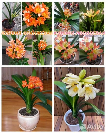 Кливия оранжевая,лососевая,красная,жёлтая,белая